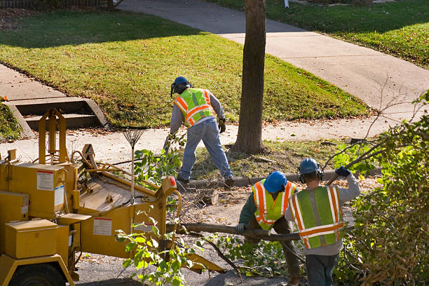 Lawn Renovation and Restoration in Elmwood Place, OH